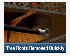 Tree Root Intrusions Yagoona